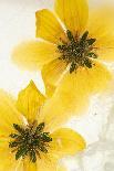 Love in a mist, pressed flower on light panel-Adrian Davies-Photographic Print