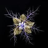Love in a mist, pressed flower on light panel, image inverted-Adrian Davies-Photographic Print