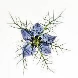 Love in a mist, pressed flower on light panel, image inverted-Adrian Davies-Photographic Print