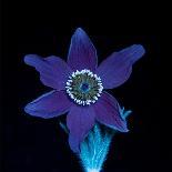 Pasque flower fluorescing under UV light-Adrian Davies-Photographic Print