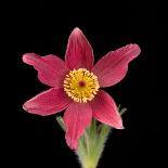 Rosy sundew curled flower bud-Adrian Davies-Photographic Print