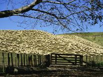 Sheep Penned for Shearing, Tautane Station, North Island, New Zealand-Adrian Neville-Photographic Print