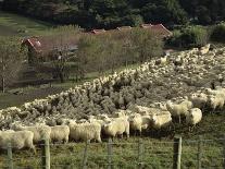 Sheep Brought in for Shearing, Tautane Station, North Island, New Zealand-Adrian Neville-Photographic Print