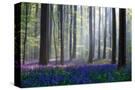 Stretched Canvas
