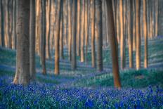 Bluebells-Adrian Popan-Art Print