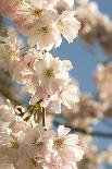 Cherry Blossom (Prunus 'Accolade')-Adrian Thomas-Photographic Print