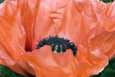 Papaver Orientale 'Queen Alexandra'-Adrian Thomas-Mounted Photographic Print