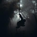 Mountain Gorilla Hanging on Vine-Adrian Warren-Photographic Print