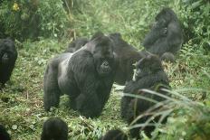 Mountain Gorilla with Baby on Back-Adrian Warren-Photographic Print