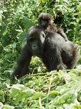 Rwanda Aerial View of Africa, Mount Visoke With-Adrian Warren-Photographic Print