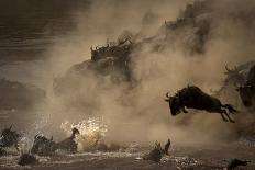 The Great Wildebeest Migration-Adrian Wray-Stretched Canvas