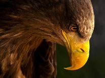 Eagle Pursues Prey-Adriana K.H.-Photographic Print