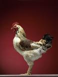 Chicken-Adrianna Williams-Stretched Canvas
