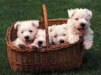 Domestic Dogs, Four West Highland Terrier / Westie Puppies in a Basket-Adriano Bacchella-Photographic Print