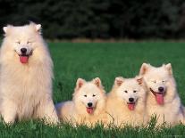 Domestic Dogs, Samoyed Family Panting and Resting on Grass-Adriano Bacchella-Photographic Print