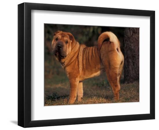 Premium Photographic Print, , large