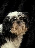 Two Shih Tzus, One Has Been Clipped and the Other with Groomed Long Hair-Adriano Bacchella-Photographic Print