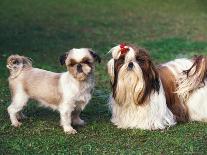 Domestic Dogs, Samoyed Family Panting and Resting on Grass-Adriano Bacchella-Photographic Print