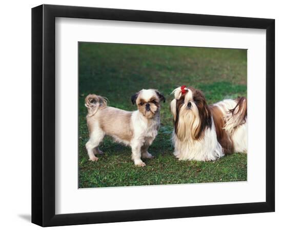 Premium Photographic Print, , large
