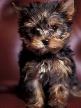 Domestic Dogs, Four West Highland Terrier / Westie Puppies in a Basket-Adriano Bacchella-Photographic Print