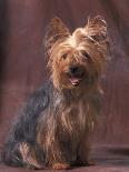 Domestic Dogs, West Highland Terrier / Westie Sitting on a Chair with a Black Scottish Terrier-Adriano Bacchella-Photographic Print