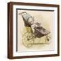 Brown Frame