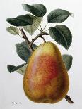 Study of a Pear-Adrienne Faguet-Framed Giclee Print