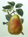 Study of a Pear-Adrienne Faguet-Stretched Canvas