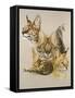 Adroit-Barbara Keith-Framed Stretched Canvas