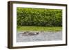 Adult Amazon pink river dolphins (Inia geoffrensis) surfacing on the Pacaya River, Loreto, Peru-Michael Nolan-Framed Photographic Print