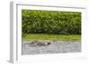 Adult Amazon pink river dolphins (Inia geoffrensis) surfacing on the Pacaya River, Loreto, Peru-Michael Nolan-Framed Photographic Print