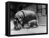 Adult and Baby Hippopotamus-null-Framed Stretched Canvas