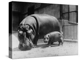 Adult and Baby Hippopotamus-null-Stretched Canvas