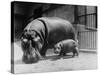 Adult and Baby Hippopotamus-null-Stretched Canvas