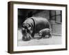 Adult and Baby Hippopotamus-null-Framed Photographic Print