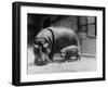 Adult and Baby Hippopotamus-null-Framed Photographic Print