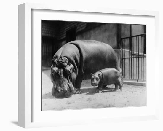 Adult and Baby Hippopotamus-null-Framed Photographic Print