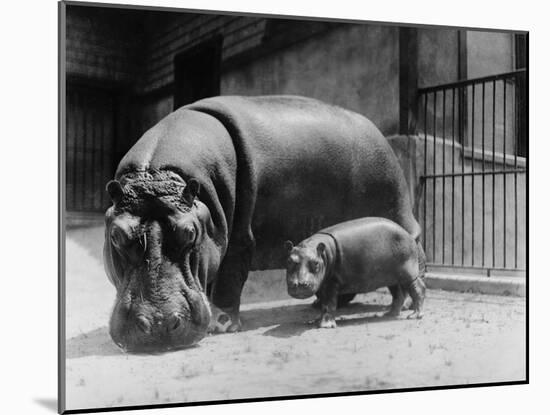 Adult and Baby Hippopotamus-null-Mounted Photographic Print