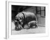 Adult and Baby Hippopotamus-null-Framed Photographic Print