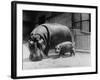 Adult and Baby Hippopotamus-null-Framed Photographic Print