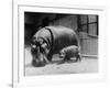 Adult and Baby Hippopotamus-null-Framed Photographic Print