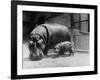 Adult and Baby Hippopotamus-null-Framed Photographic Print