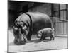 Adult and Baby Hippopotamus-null-Mounted Photographic Print