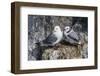 Adult and Juvenile Black-Legged Kittiwakes (Rissa Tridactyla) Nesting Near Stykkishholmur-Michael Nolan-Framed Photographic Print