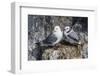 Adult and Juvenile Black-Legged Kittiwakes (Rissa Tridactyla) Nesting Near Stykkishholmur-Michael Nolan-Framed Photographic Print