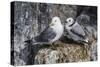 Adult and Juvenile Black-Legged Kittiwakes (Rissa Tridactyla) Nesting Near Stykkishholmur-Michael Nolan-Stretched Canvas