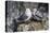 Adult and Juvenile Black-Legged Kittiwakes (Rissa Tridactyla) Nesting Near Stykkishholmur-Michael Nolan-Stretched Canvas