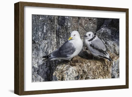 Adult and Juvenile Black-Legged Kittiwakes (Rissa Tridactyla) Nesting Near Stykkishholmur-Michael Nolan-Framed Photographic Print