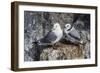 Adult and Juvenile Black-Legged Kittiwakes (Rissa Tridactyla) Nesting Near Stykkishholmur-Michael Nolan-Framed Photographic Print