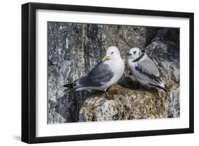 Adult and Juvenile Black-Legged Kittiwakes (Rissa Tridactyla) Nesting Near Stykkishholmur-Michael Nolan-Framed Photographic Print